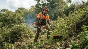 Using brush blade attachments on a petrol strimmer for thick grass to clear dense brambles