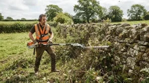 Clearing thick briars along a traditional dry stone wall using a brush cutter for brambles